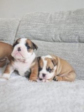 English Bulldog Dogs