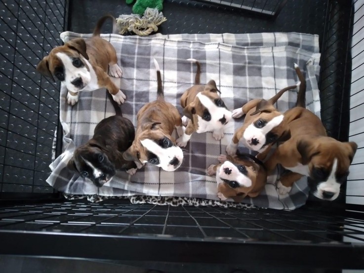 Boxer puppies