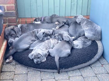 Cane Corso Puppies