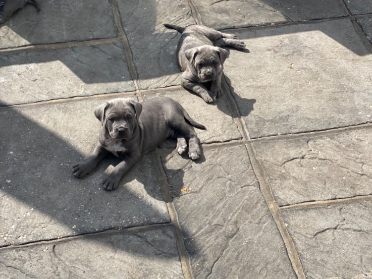 Cane Corso Puppies