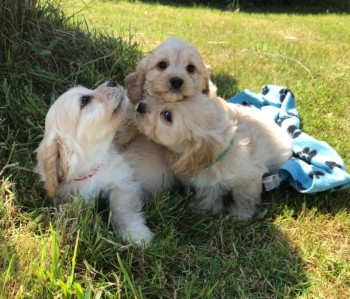 Cavachon puppies