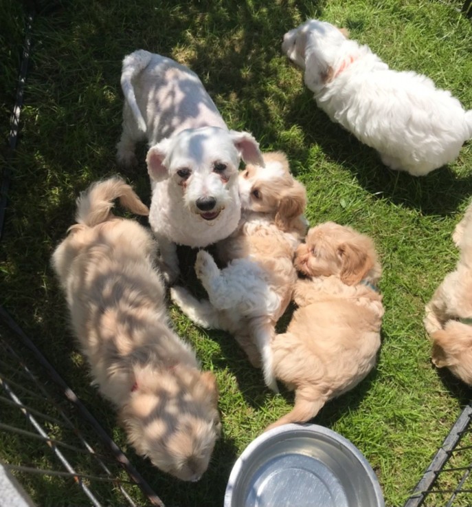 Cavachon puppies