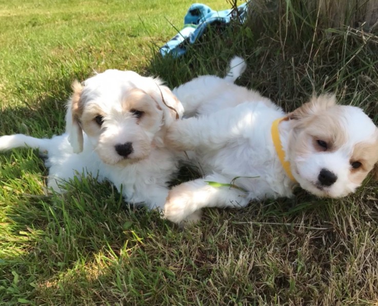 Cavachon puppies