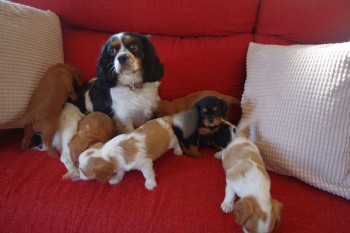 Cavalier King Charles Puppies