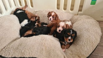 Cavalier King Charles Puppies