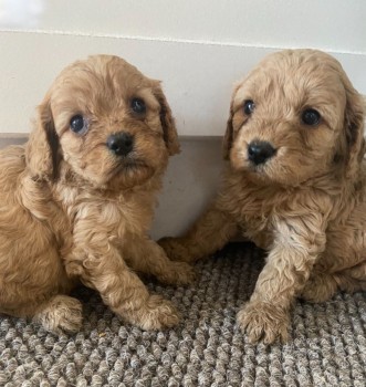 Cavapoo puppies ready to go now!!!