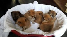 Gorgeous Pomeranian Puppies