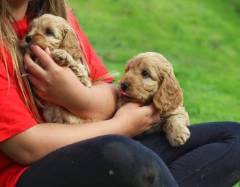 Cockapoo puppies Ready For their new hom