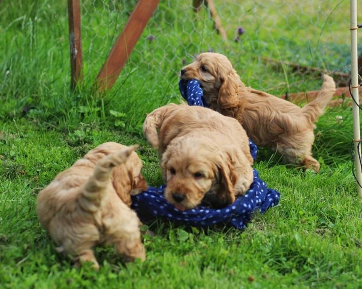 Cockapoo puppies Ready For their new hom