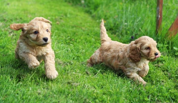 Cockapoo puppies Ready For their new hom