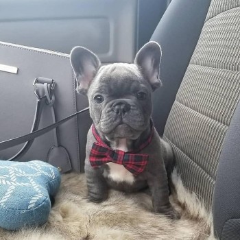 Cute french bulldog puppy for sale