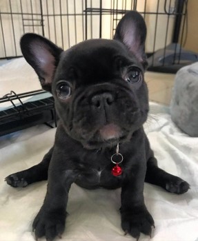 Cute french bulldog puppy for sale