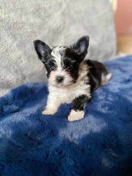 GORGEOUS MALE AND FEMALE YORKIE PUPPIES