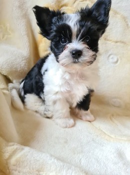 TeaCup Yorkie Puppies For sale