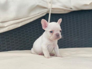 Cute French Bulldog for sale