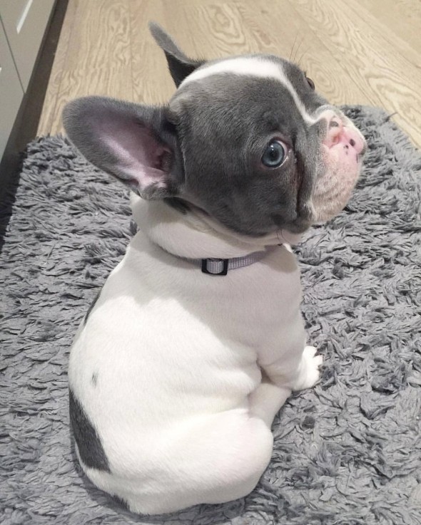 Cute French Bulldog for sale