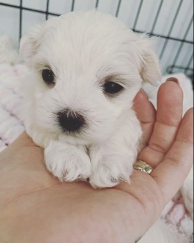 Beautiful Maltese Puppies for Sale