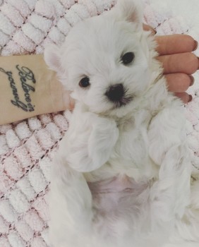 Beautiful Maltese Puppies for Sale