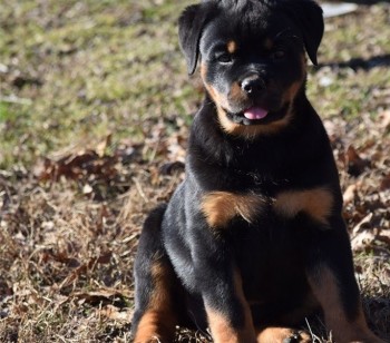 Rottweiler puppies for sale