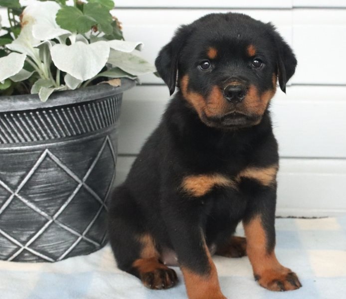 Rottweiler puppies for sale