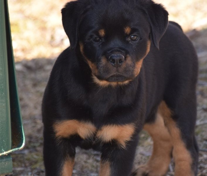 Rottweiler puppies for sale