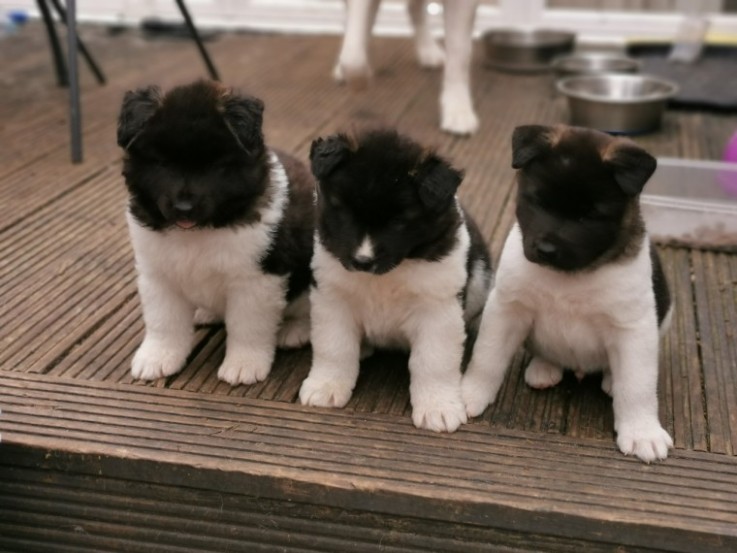 Akita Puppies