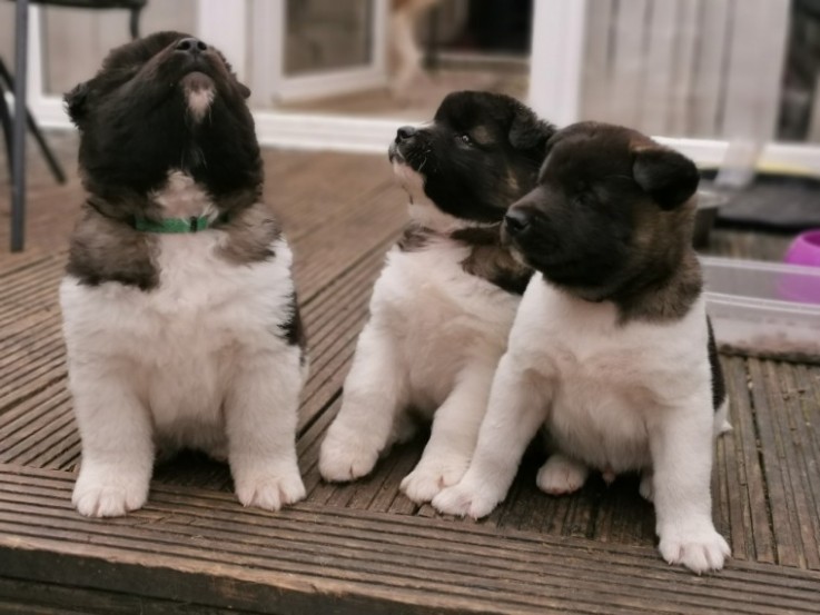 Akita Puppies