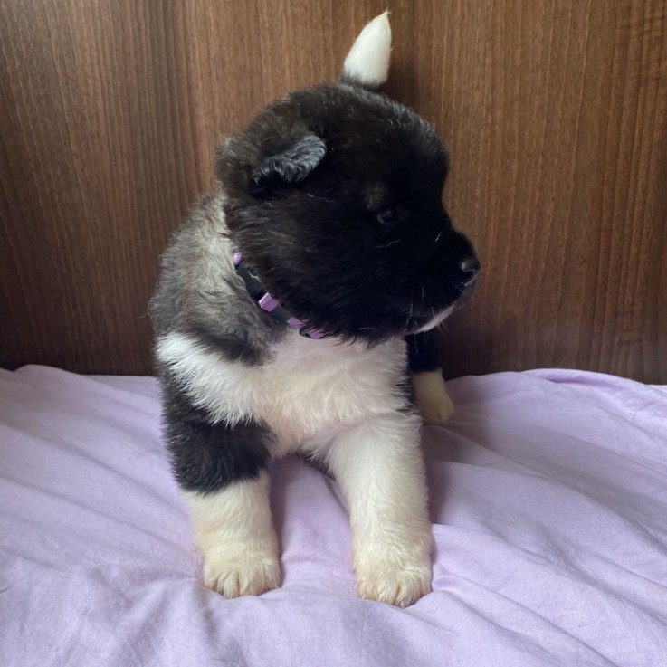 Akita Puppies