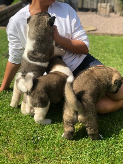 Akita Puppies