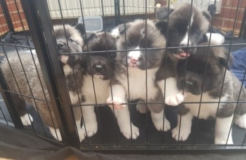 Akita Puppies