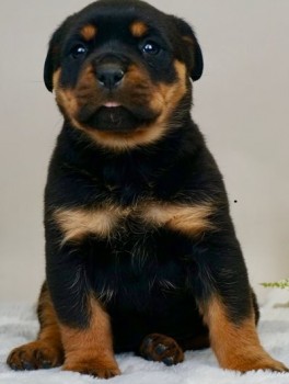 Rottweiler puppies for sale