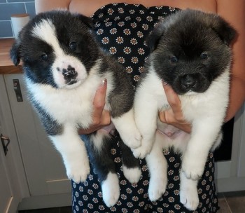 Akita Puppies