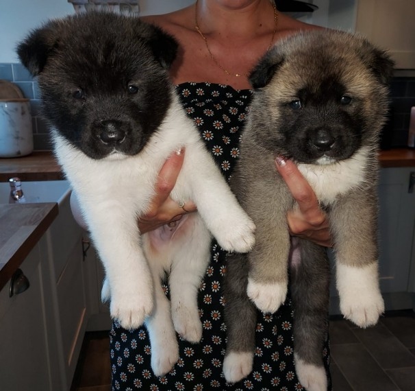 Akita Puppies