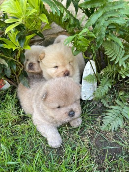 Chow Chow Puppies