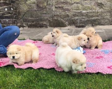 Super adorable Chow Chow  Puppies.