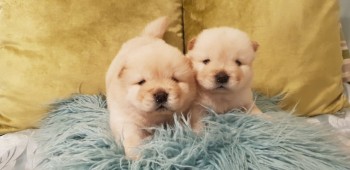 Chow Chow Puppies