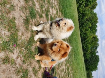 Chow Chow Puppies