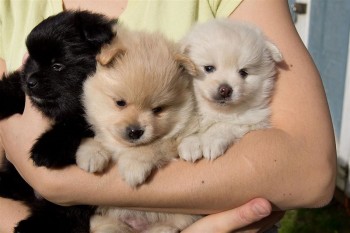 Beauttful Purebred male and female Pomer