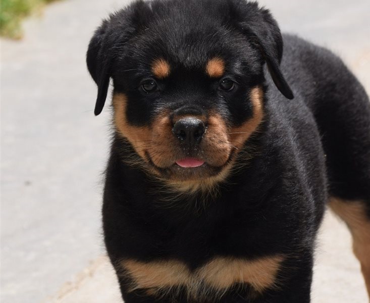 Rottweiler puppies for sale