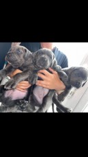 4 Stunning Cane Corsos For Sale