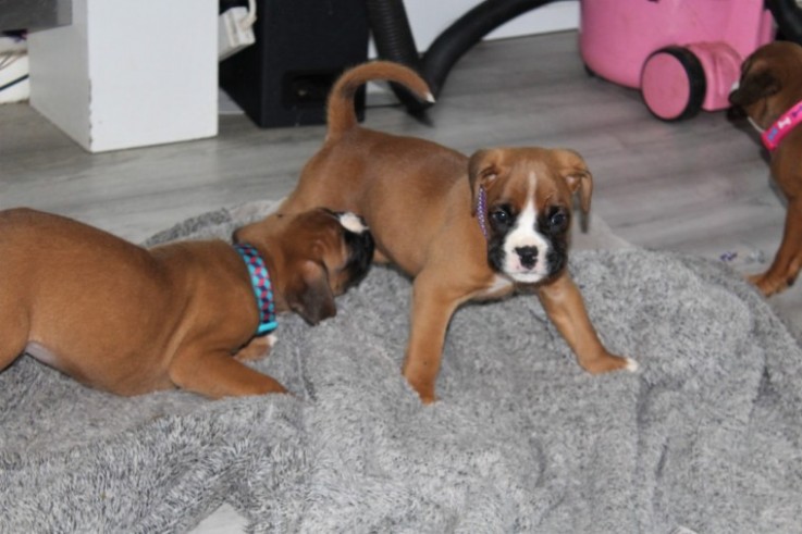 Boxer Puppies For Sale.