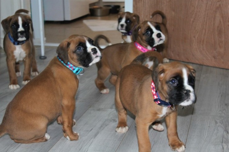 Boxer Puppies For Sale.