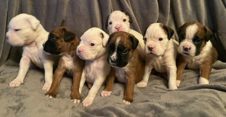 Boxer Puppies For Sale.