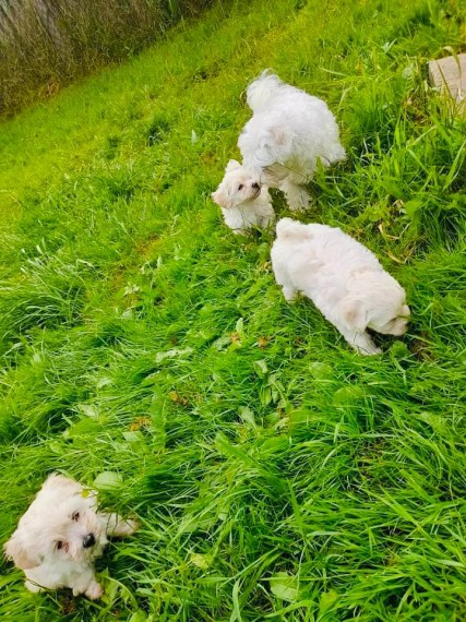 Adorable Bichon Frice Puppies 