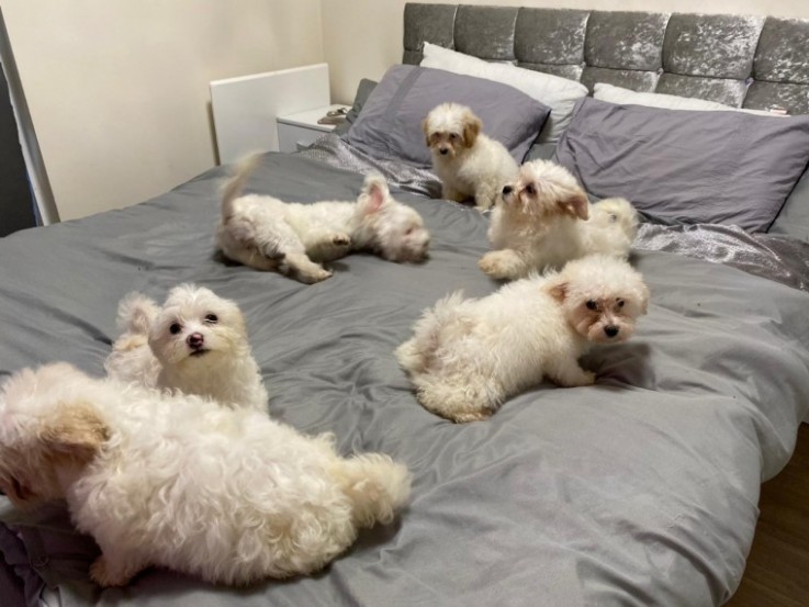 Adorable Bichon Frice Puppies 