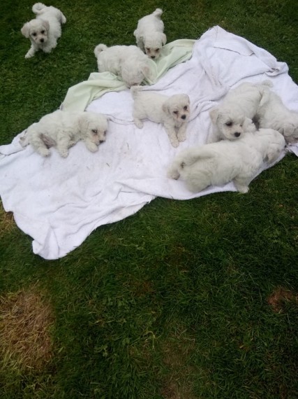 Adorable Bichon Frice Puppies 