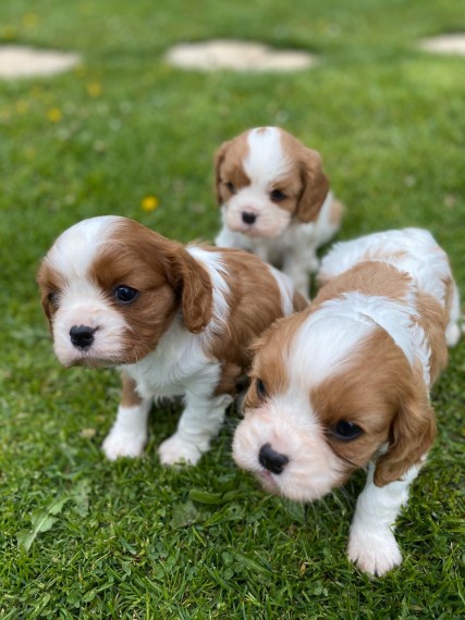 Cavalier King Charles Spaniel 