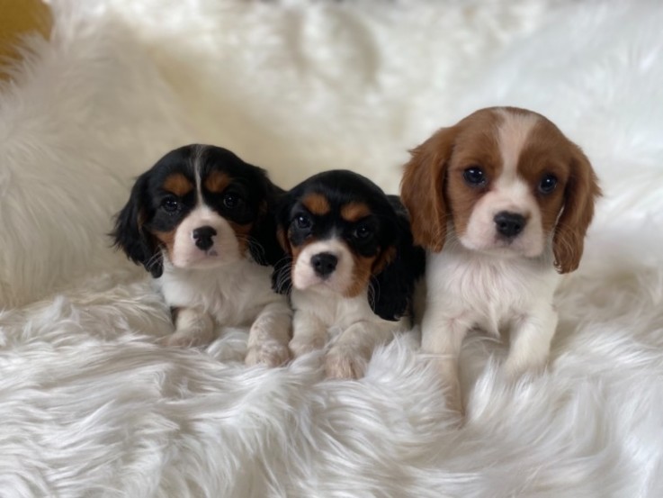 Cavalier King Charles Spaniel 