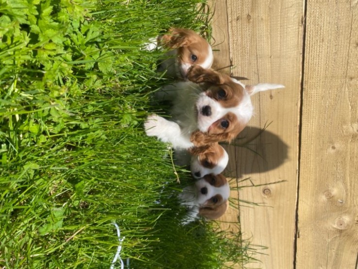 Cavalier King Charles Spaniel 