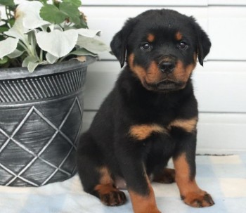 Rottweiler puppies for sale